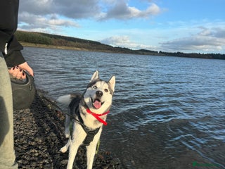 Siberian Husky dogs Siberian husky for stud - Advert 3