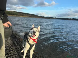 Siberian Husky dogs Siberian husky for stud - Advert 2