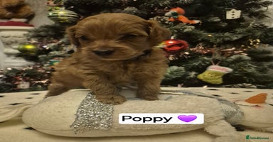 Cavapoo dogs 🧡 HEALTH TESTED F1B CAVAPOO  PUPPIES🧡 - Advert 2