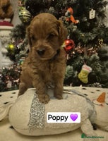 Cavapoo dogs 🧡 HEALTH TESTED F1B CAVAPOO PUPPIES🧡 - Advert 2