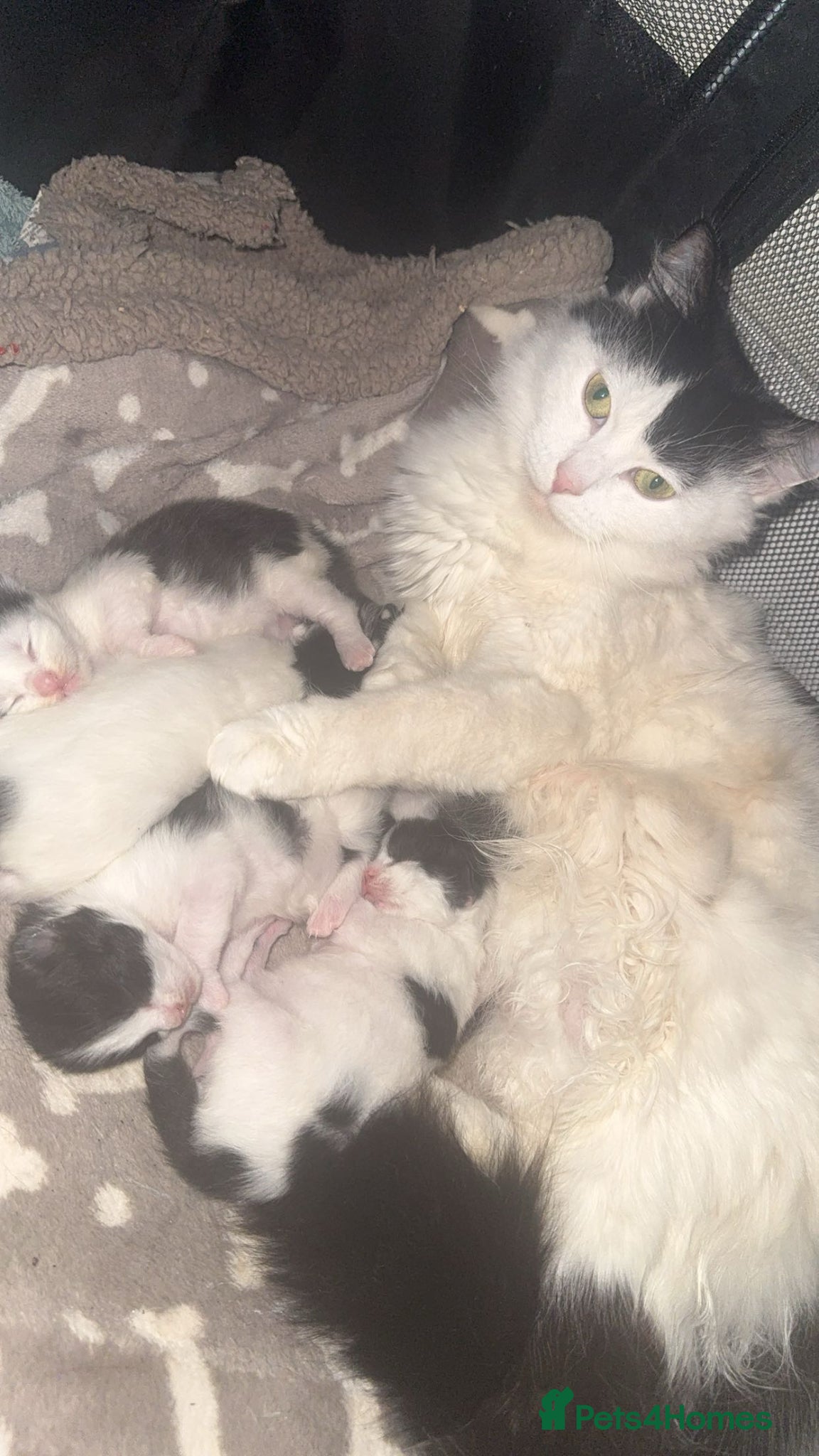 Domestic Shorthair cats for sale: 2 boys and 2 girl kittens - Advert 2
