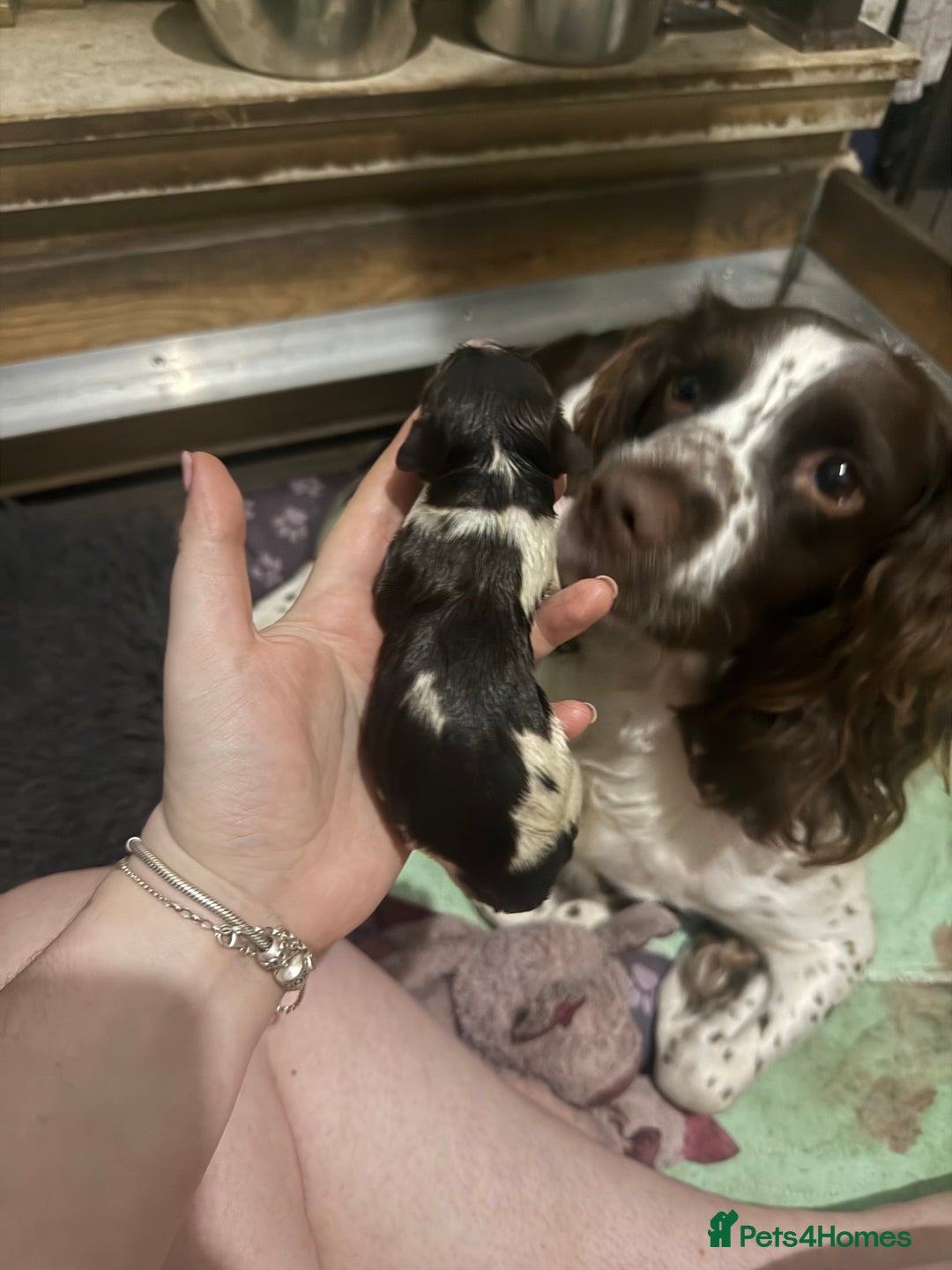 English Springer Spaniel dogs for sale: English Springer Spaniel Puppies - Advert 2