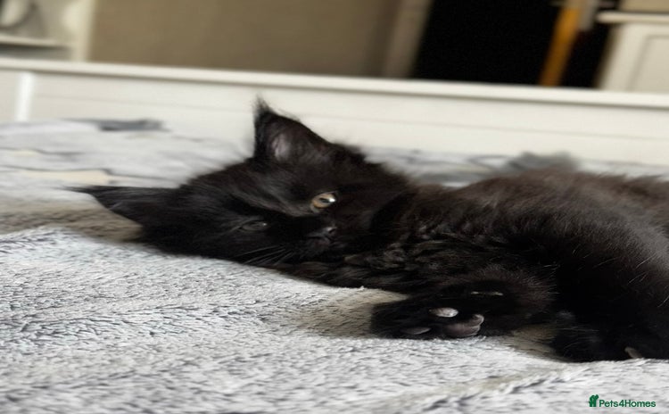 Maine Coon cats - Advert 1