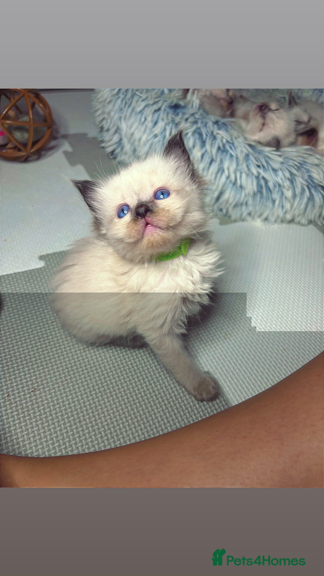 Ragdoll cats for sale: 6 adorable ragdoll kittens 🩷🩵 - Image 13