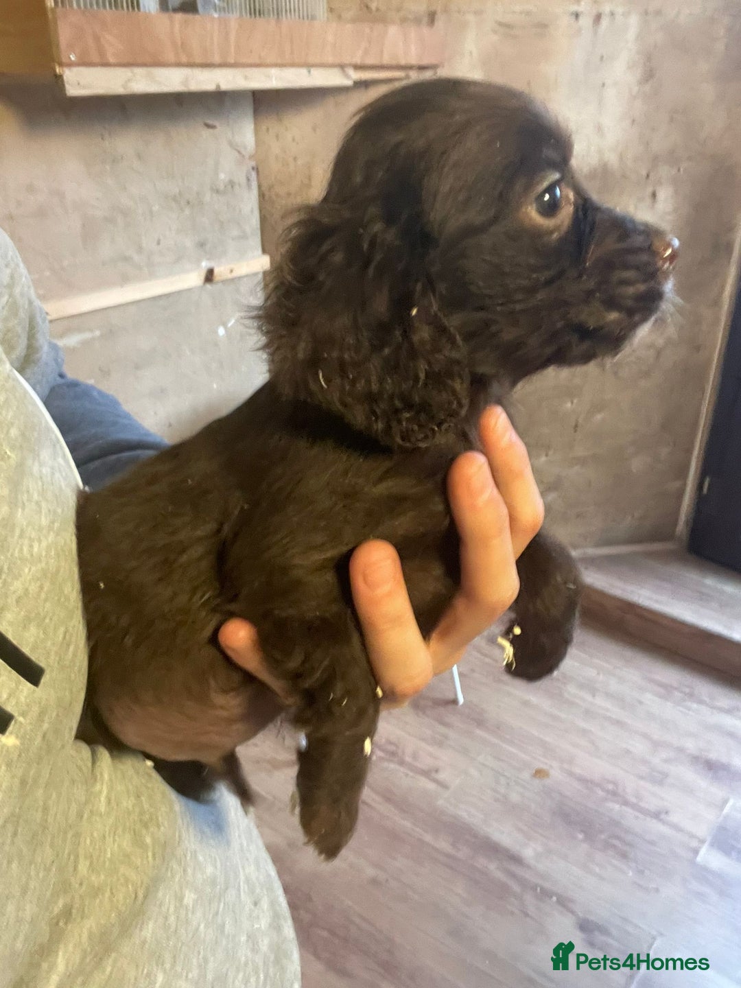 Cocker Spaniel dogs for sale: 3 loving boy cocker spaniels  - Advert 17