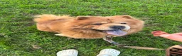 Chow Chow dogs for sale: Gorgeous chow chow 😍 - Advert 1