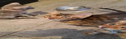 Bengal cats for sale: 2 bengal boys  in Yeovil - Advert 4