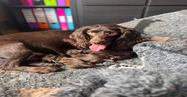 Cockapoo dogs - Advert 6