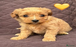 Cavapoo dogs for sale: ✨ Gorgeous F1 Cavapoo Puppies ✨ - Image 5