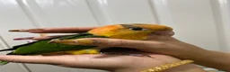 Parrots birds for sale: Hand Reared Baby Yellow Thighed Caiques  - Advert 1