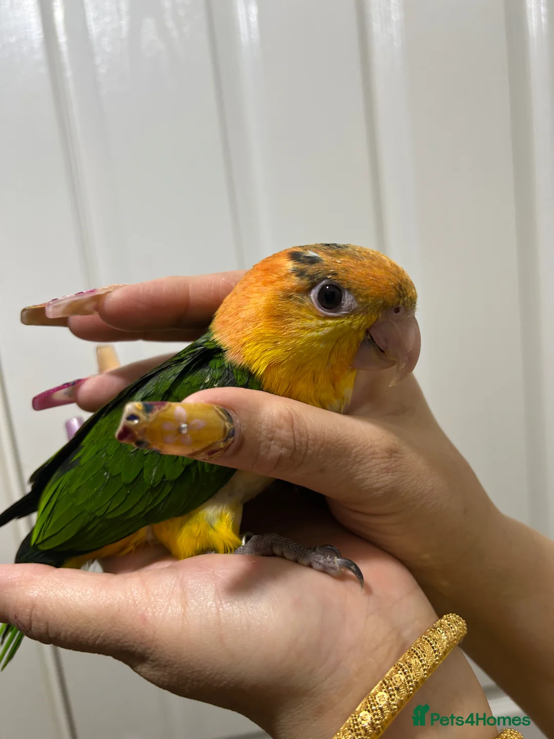 Parrots birds for sale: Hand Reared Baby Yellow Thighed Caiques  - Advert 1