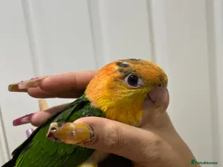 Parrots birds Hand Reared Baby Yellow Thighed Caiques - Advert 1