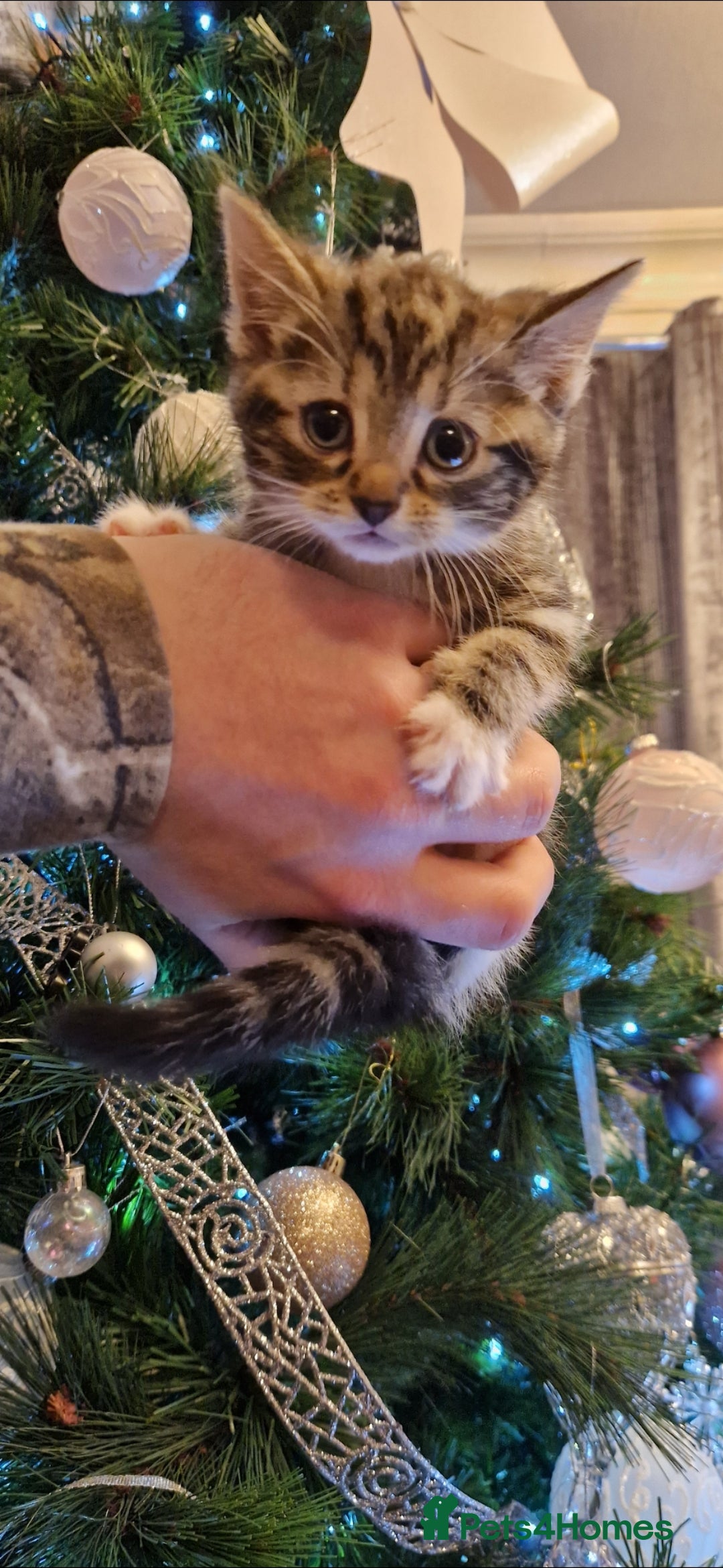 Mixed Breed cats for sale: Beautiful kittens  - Advert 3