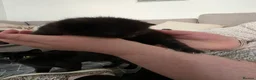 Mixed Breed cats for sale: 3 kittens  - Advert 8