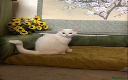 Persian cats for sale: Gorgeous Persian Cross Kittens  - Image 6