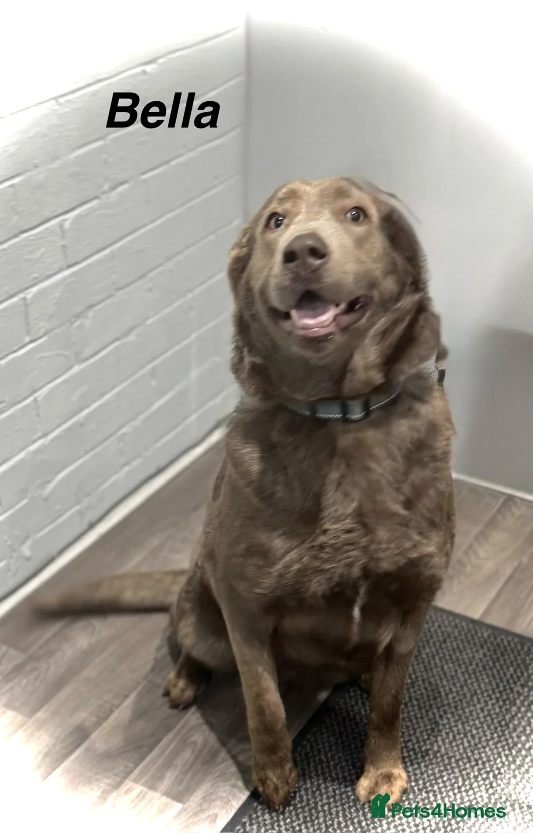 Labrador Retriever dogs for sale: KC Registered Black Chunky Labradors  - Advert 24