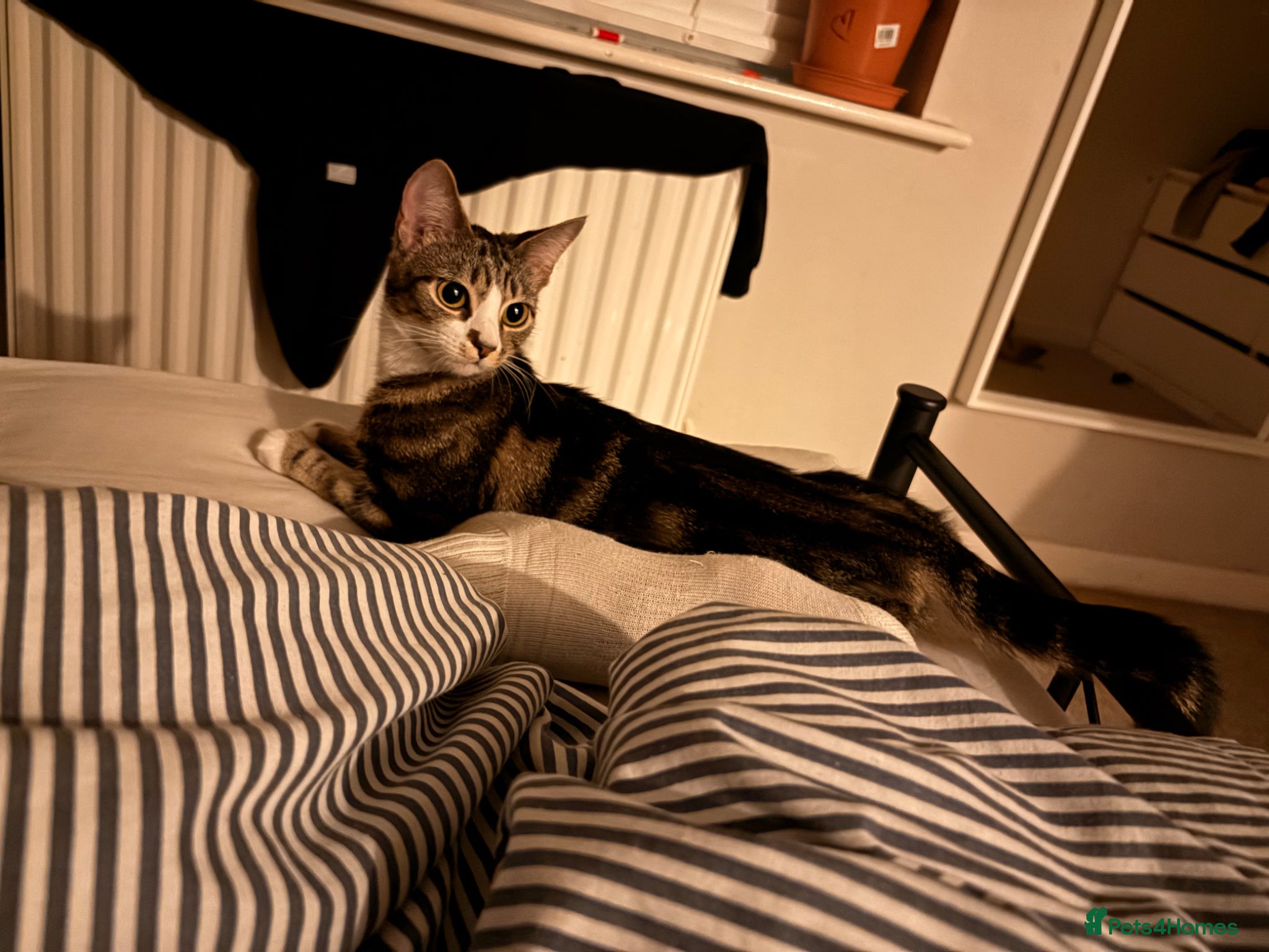 Mixed Breed cats for sale: Kittens for sale. - Advert 2