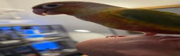Conures birds for sale: Hand reared tame - Advert 3