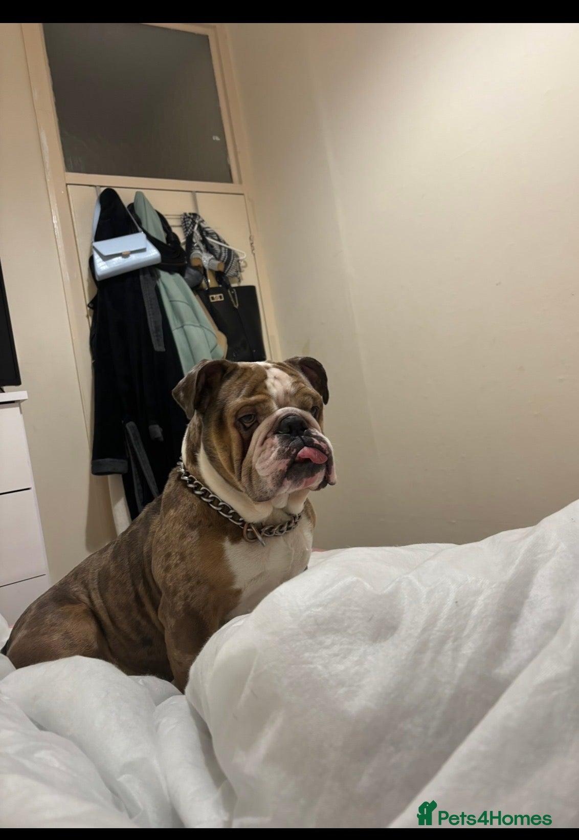English Bulldog dogs 🔥 STUD SERVICE AVAILABLE 🔥 - Advert 1
