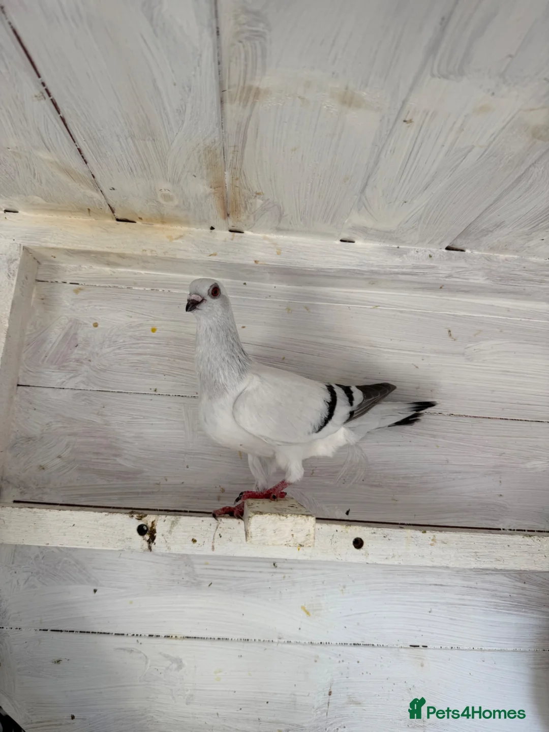 Pigeons birds for sale: Beautiful and healthy pigeons  - Advert 2