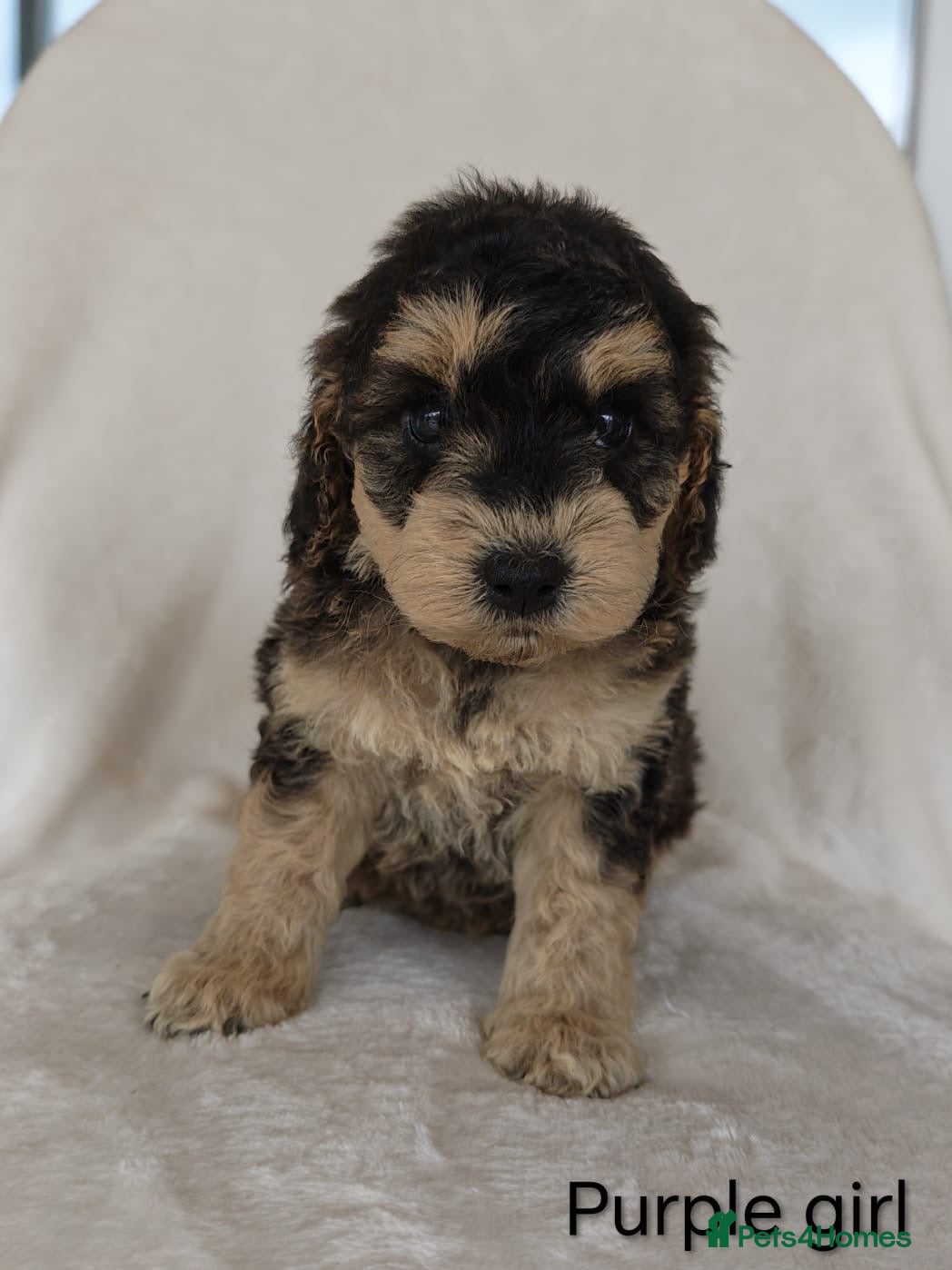 Cockapoo dogs Beautiful F1b Cockapoo puppies - Advert 1
