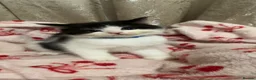 Perdoll cats for sale: 🐾🤍 BEAUTIFUL PERSIAN X RAGDOLL KITTENS 🤍🐾 - Advert 10