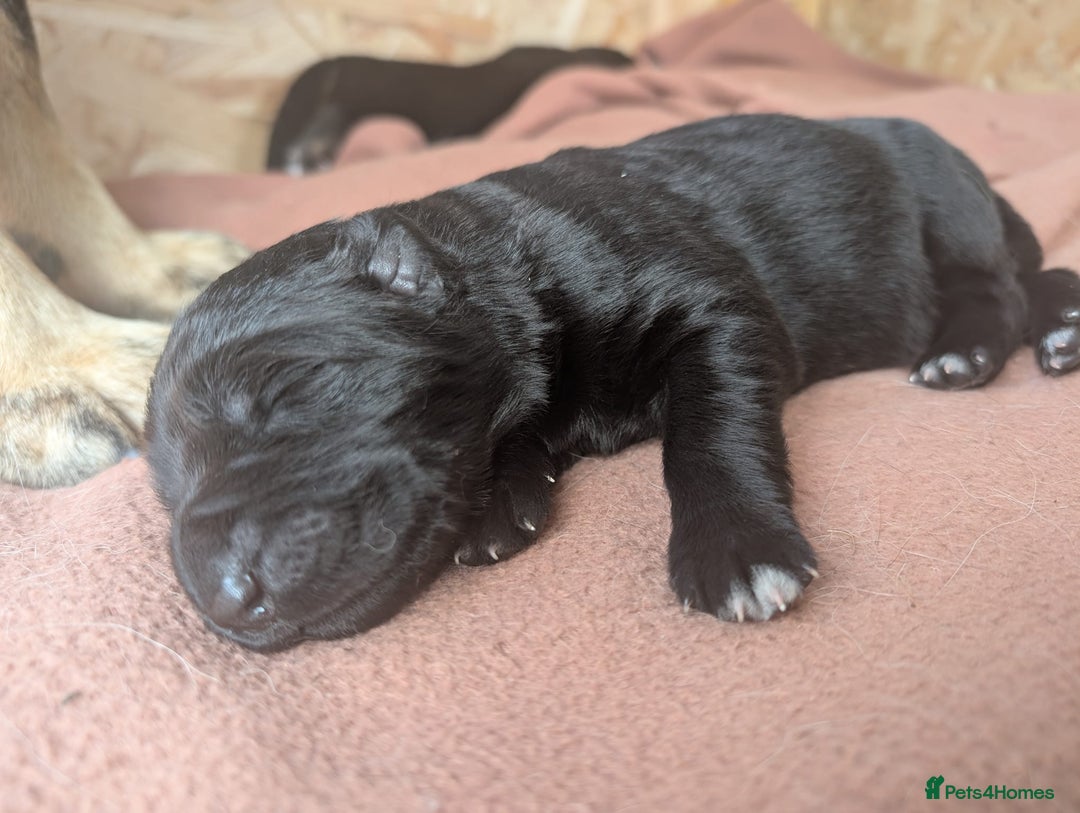 German Shepherd dogs for sale: 2 KC registered German Shepherd puppies for sale in Ellon - Image 7