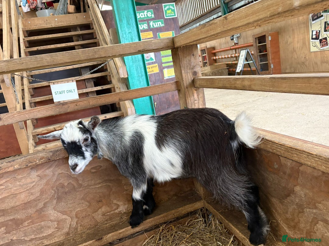 Goats livestock for sale: 4 Pure bred Pygmy wethers - Image 3