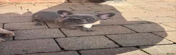 French Bulldog dogs for sale: Beautiful Girl French Bulldogs  - Advert 5