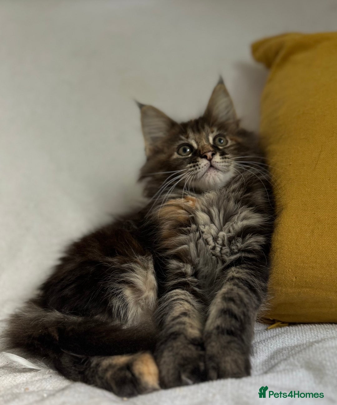 Maine Coon cats for sale: TICA Splendid Maine Coon  - Image 8