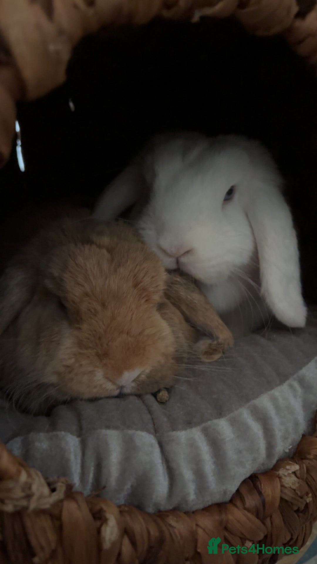 Mixed Breed rabbits for sale: New Home for my sweet Snow and Maple - Image 4