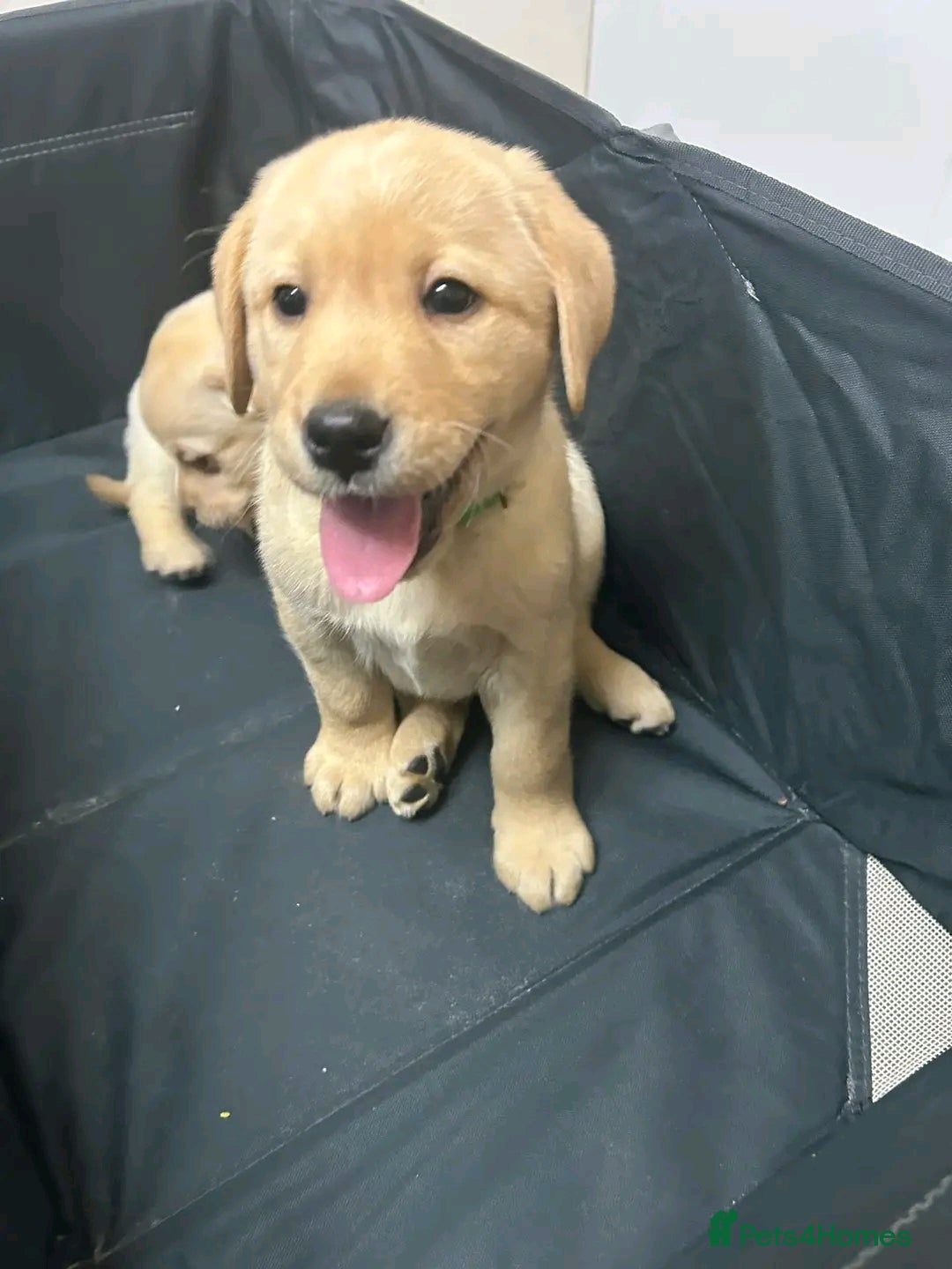 Labrador Retriever dogs for sale: Pure breed Labrador Retrievers puppies  - Image 18