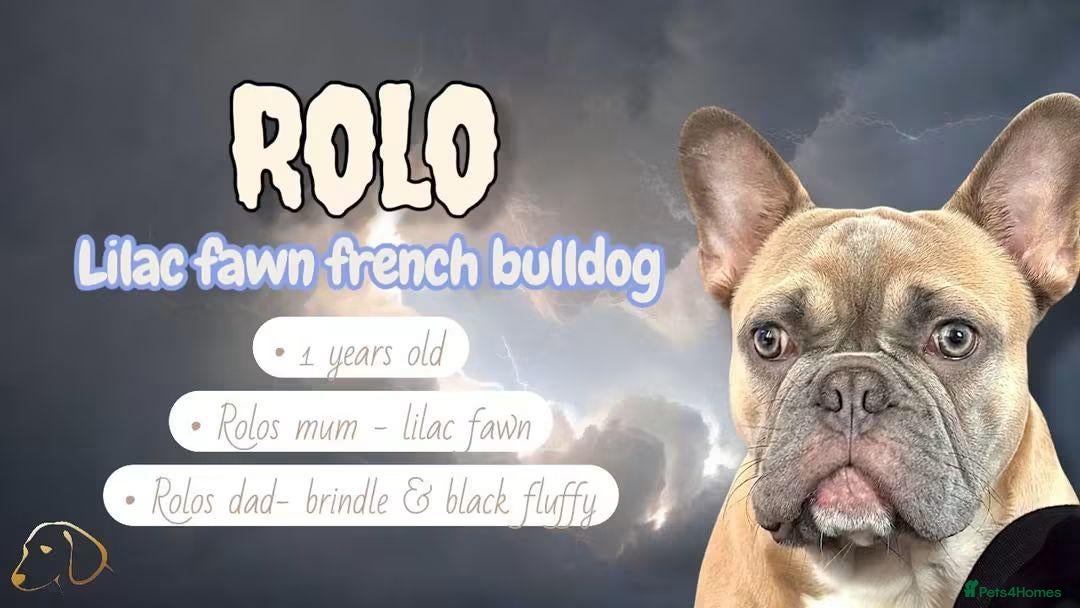 Mixed Breed dogs MALE Frenchie ROLLO for STUD - Advert 1