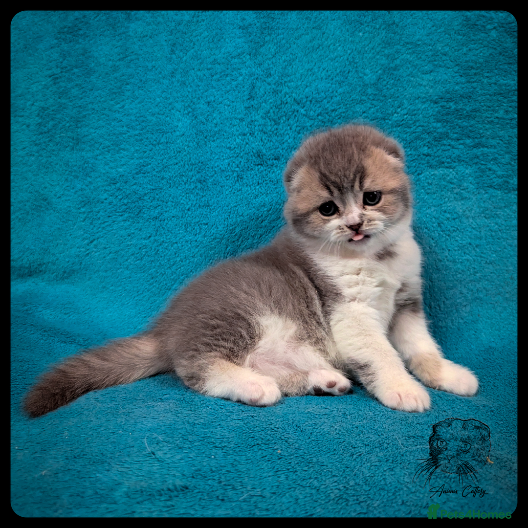 Scottish Fold cats for sale: TICA Registered Scottish kittens - Advert 19