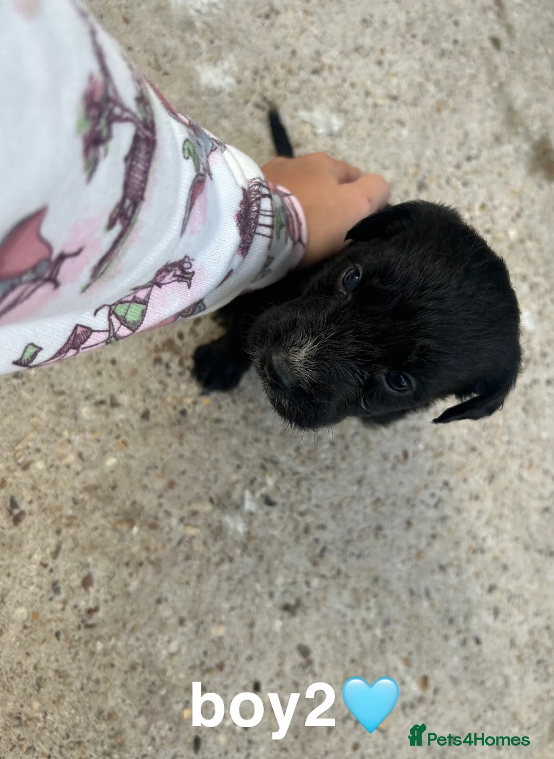Mixed Breed dogs for sale: 7 beautiful cocker jack puppies  - Advert 2