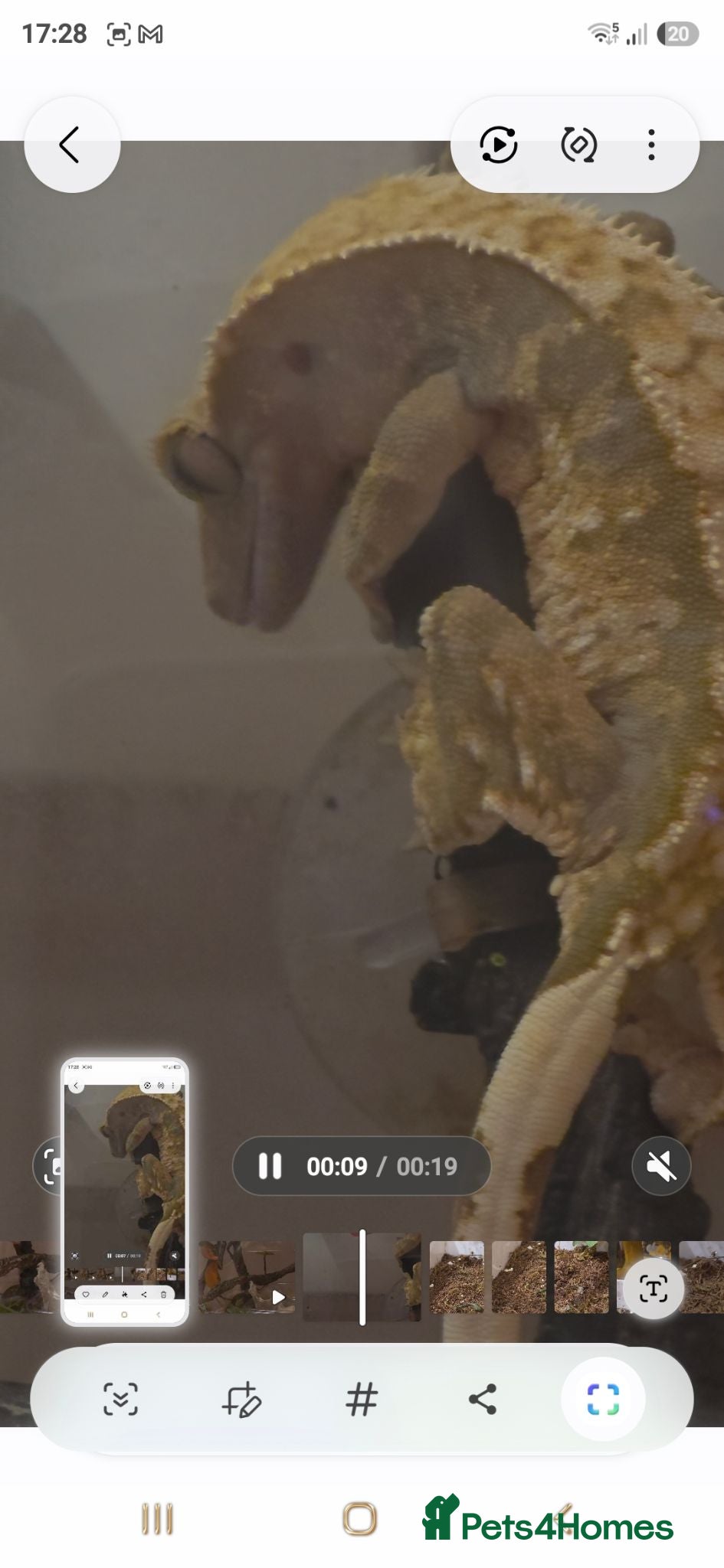 Gecko reptiles Female crested gecko and enclosure  - Advert 1