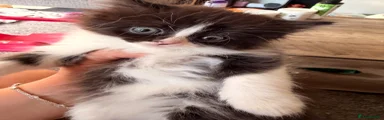 Mixed Breed Kitten 5