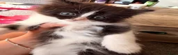 Mixed Breed cats for sale: Turkish Angora x Ragdoll kittens for Sale!! - Advert 10