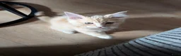 Mixed Breed cats for sale: Gorgeous Ragcoons Kittens Ready Now  - Advert 2