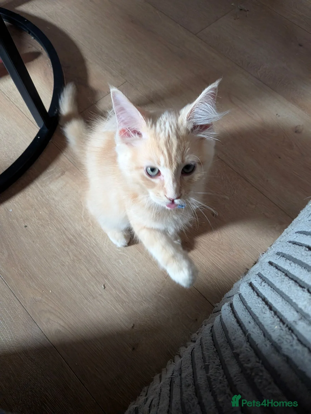 Mixed Breed cats for sale: Gorgeous Ragcoons Kittens Ready Now  - Advert 2