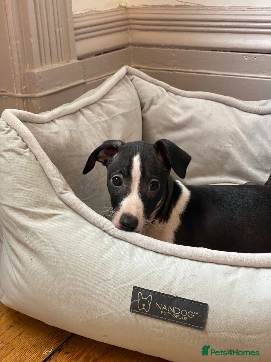 Italian Greyhound dogs for sale: 2 beautiful boy Iggys looking for their new home - Advert 25