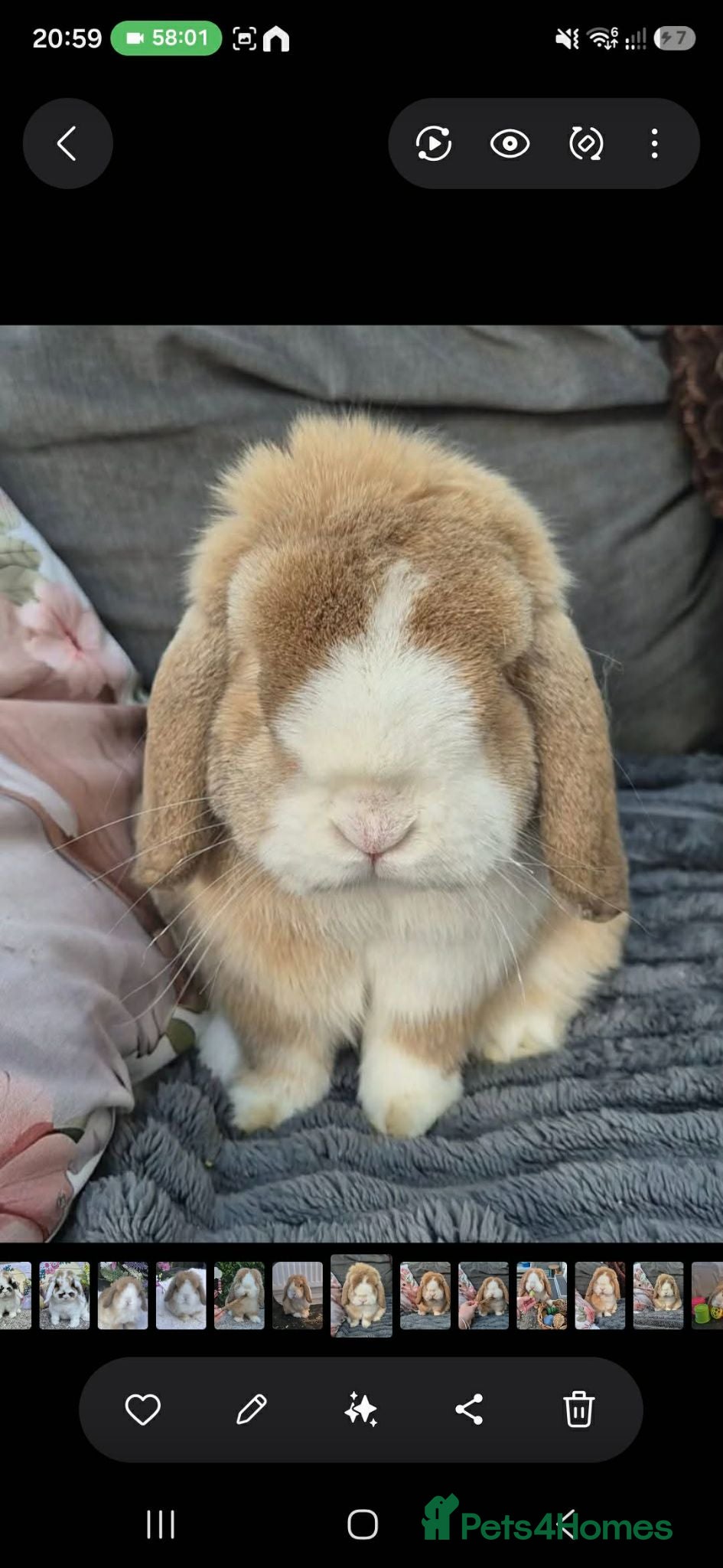 Mini Lop rabbits Mini lops - Advert 1