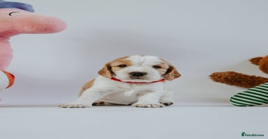 Cocker Spaniel dogs - Advert 3