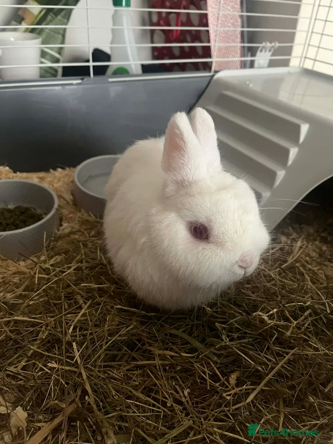 Netherland Dwarf rabbits for sale: Netherlands dwarf rabbit in Oldham - Advert 5