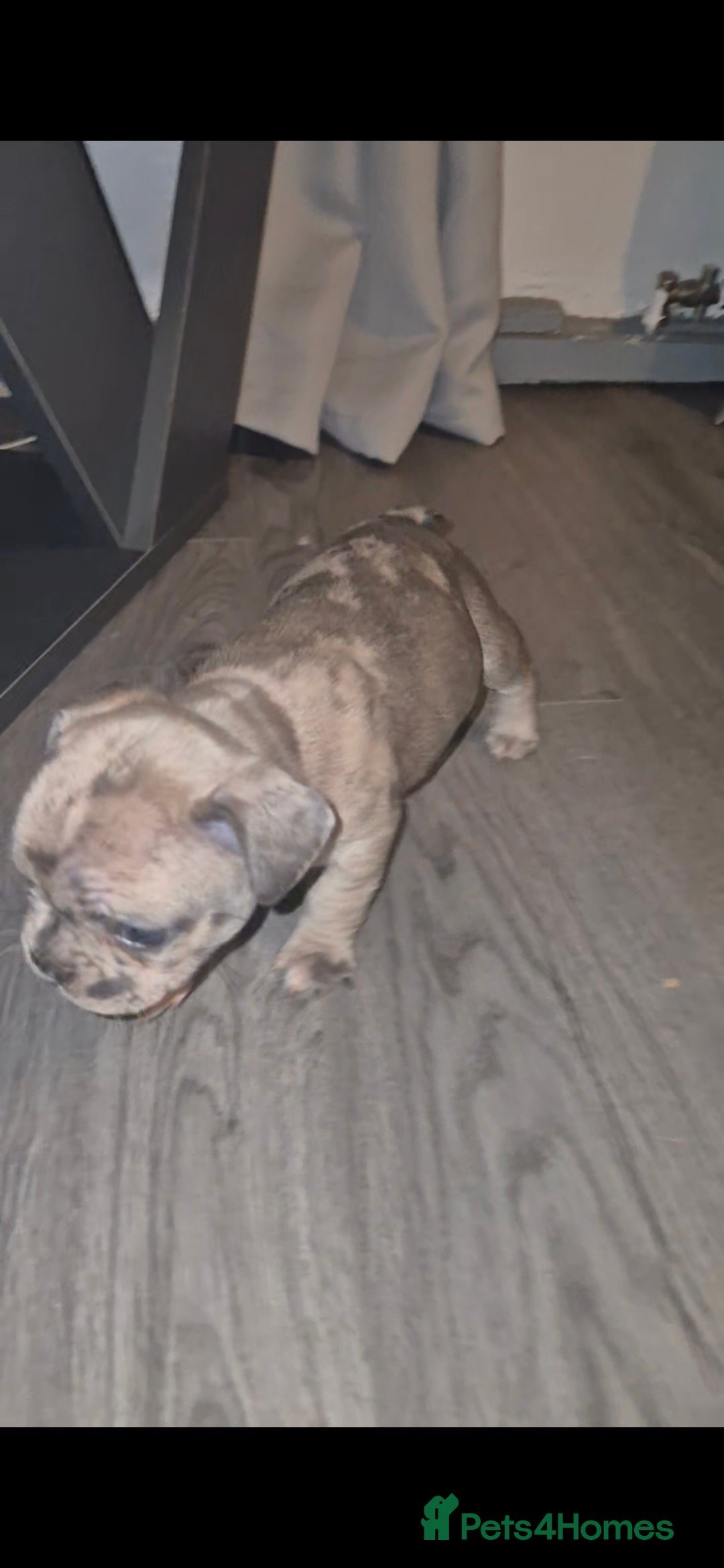 French Bulldog dogs for sale: DWKC beautiful French bulldogs prices negotiable - Advert 20