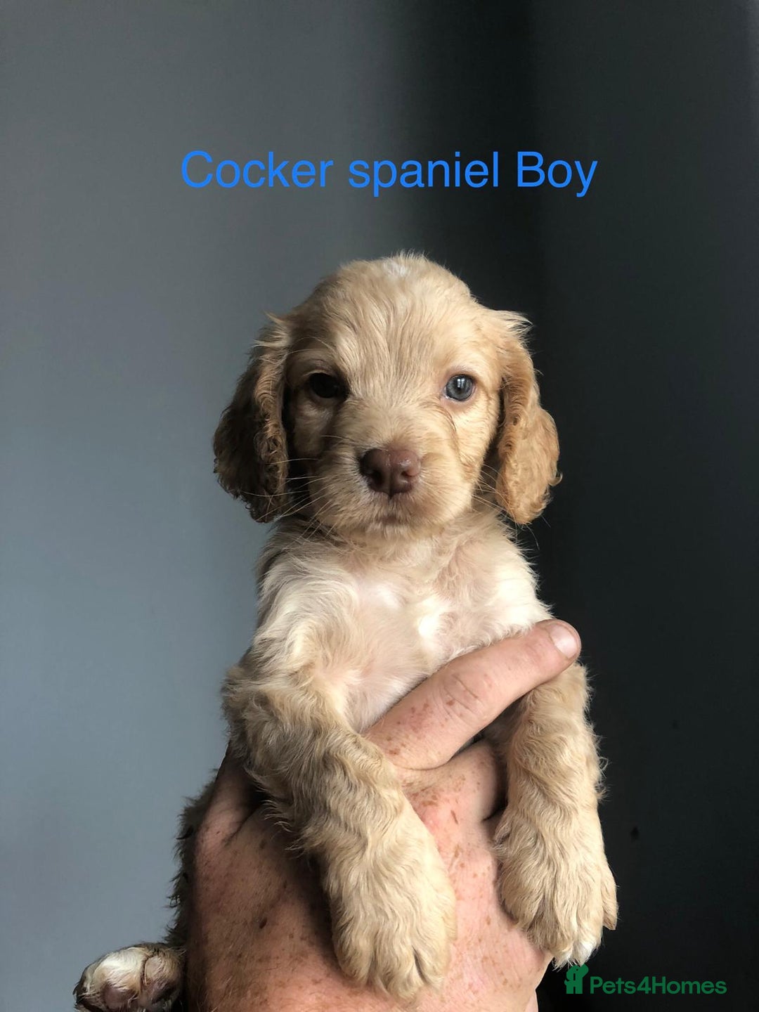 Cockapoo dogs for sale: Cockapoos and cocker spaniels  - Image 4