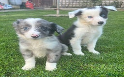 Border Collie dogs for sale: Border Collies READY NOW - Image 27