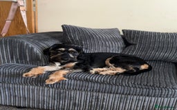 Jackapoo dogs for sale: Flynn  - Image 4