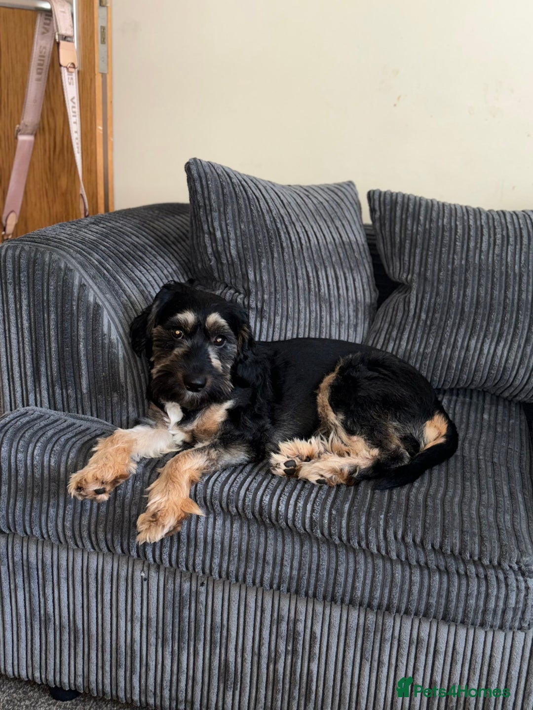 Jackapoo dogs for sale: Flynn  - Image 4