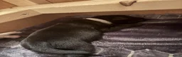 Labrador Retriever dogs for sale: Labrador Puppies Black & Tan/Yellow Family Raised in Colchester - Advert 7